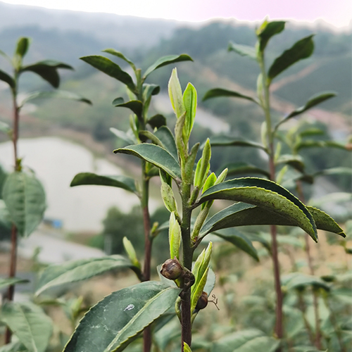 “好茶”致力做链条  数字营销打通产地供应链